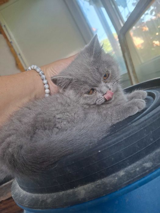 Британски котета