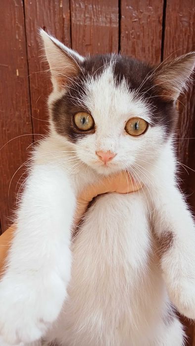 Отдам котят к добрым людям