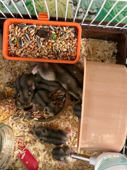 Donez Hamsteri de 4 săptămâni