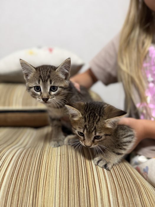 Дарю котят 1,5 месяца
