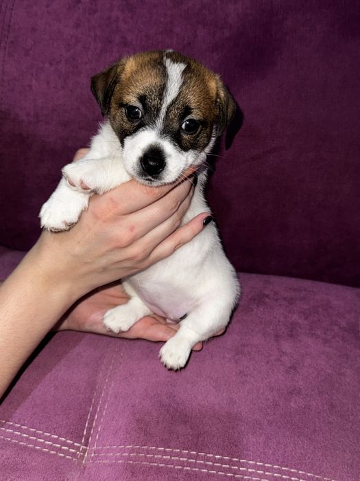 Продается девочка Джек Рассел