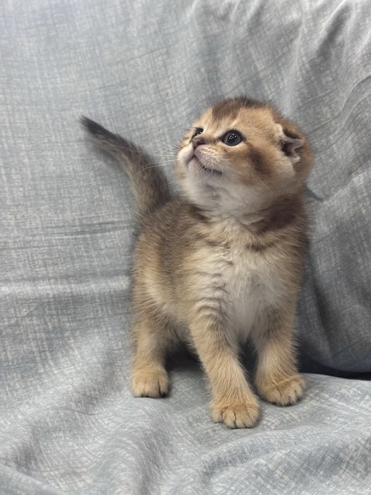 Продаются котята Шотландской  породы! Уступлю !