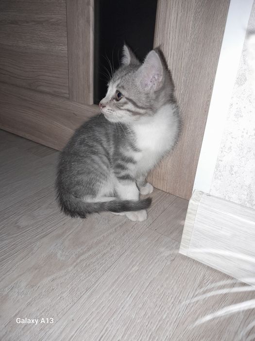 Отдам котят в добрые руки