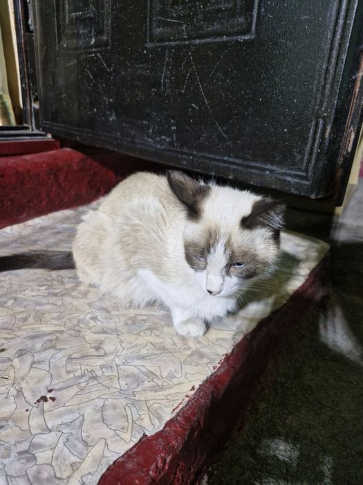 Одам котят 4шт и мама очень милые