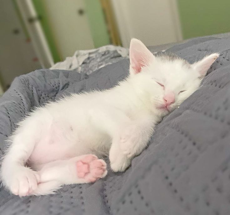 Котята Турецкая Ангора