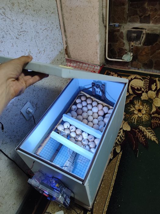 Инкубатор 72 бу арзон