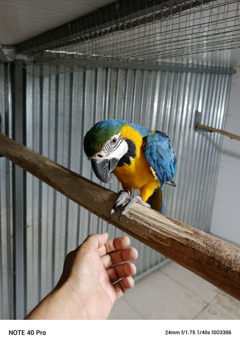 Ручной ара говорит