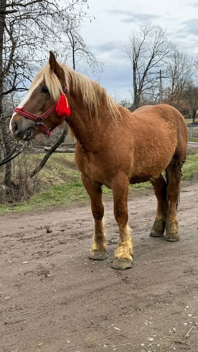 Vând mânz armăsar