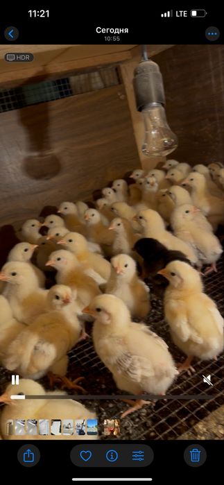 Адлерь балапаны