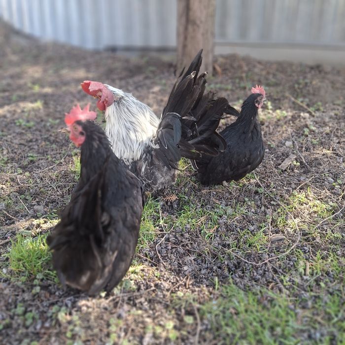 Курочки породы шабо