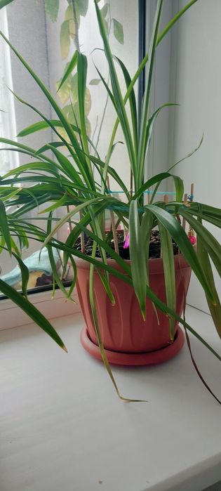 Хлорофитум, комнатные цветы