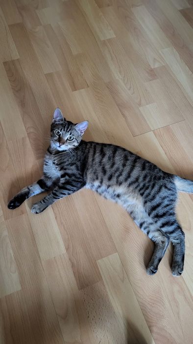 Donez spre adoptie pisicuta Bucuresti