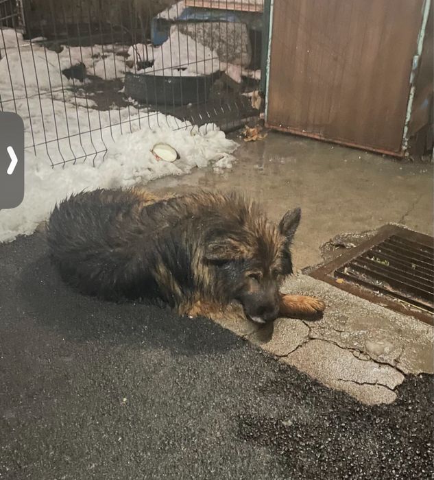 Нашли овчарку длиношерстную