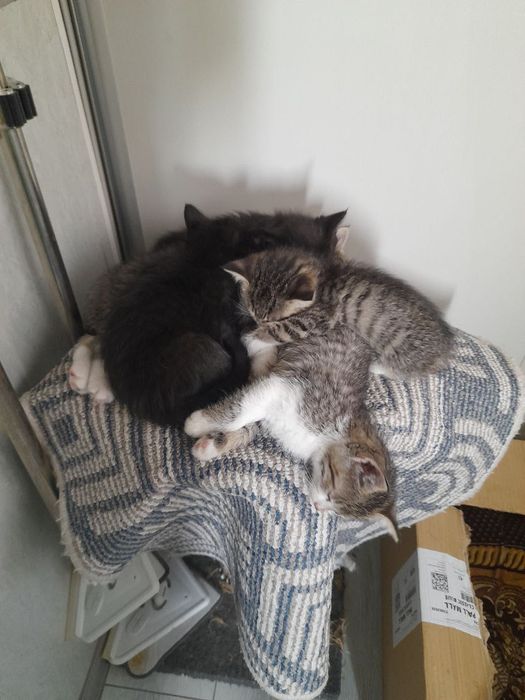 Котята в добрые руки