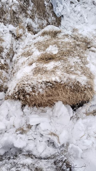 Продам Солому ячменную