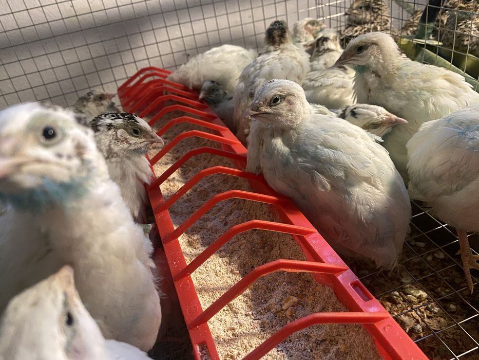 Preplite JUMBO gold/ auriu de manciuria