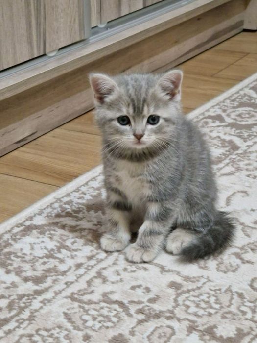 британская котята, девочка