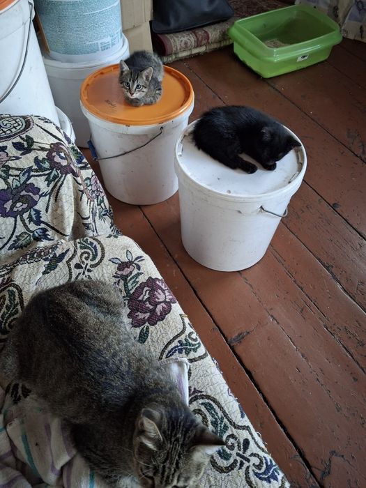 Отдам чистыхдомашних котят,котики!