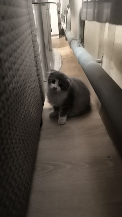 Продам котёнка вислоухий