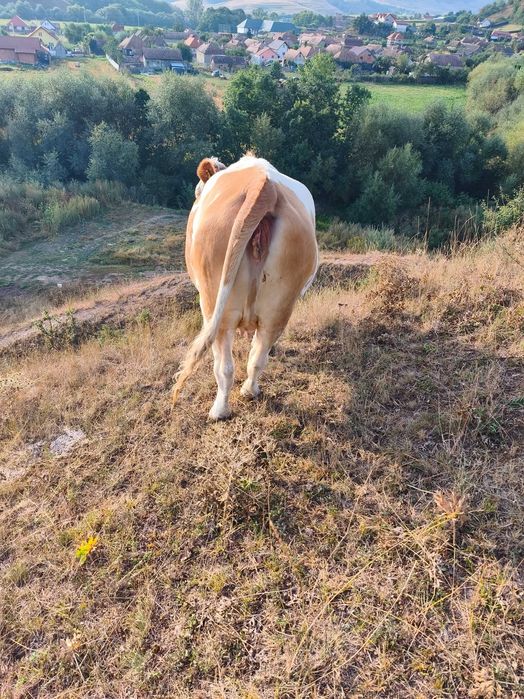 Jurincă de vaca gestanta