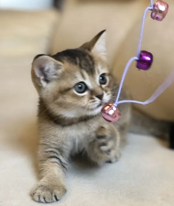 Котята от шиншиллы