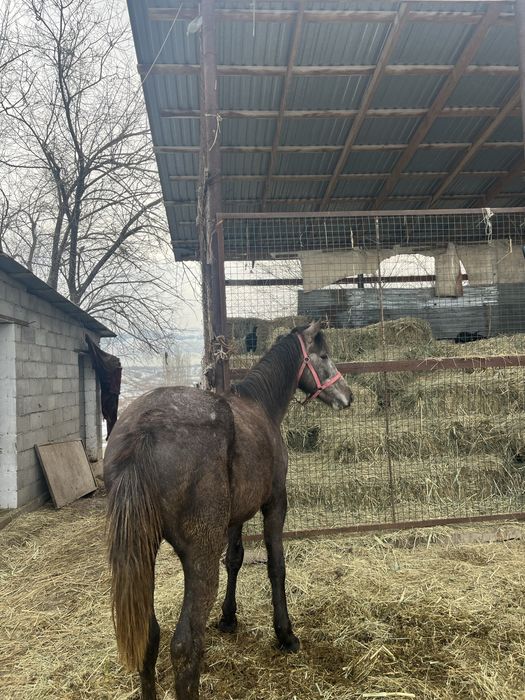 Жеребец обмен продажа