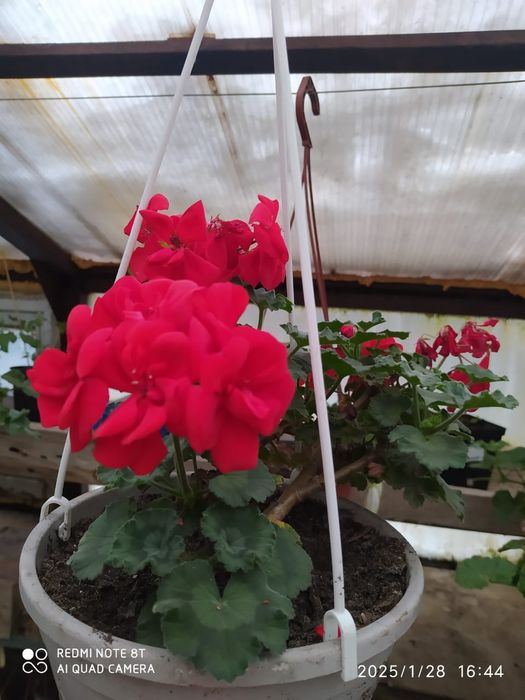 Домашние цветы герани