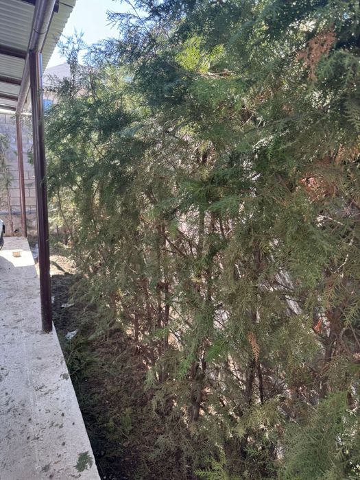 Продам Туя 30 шт