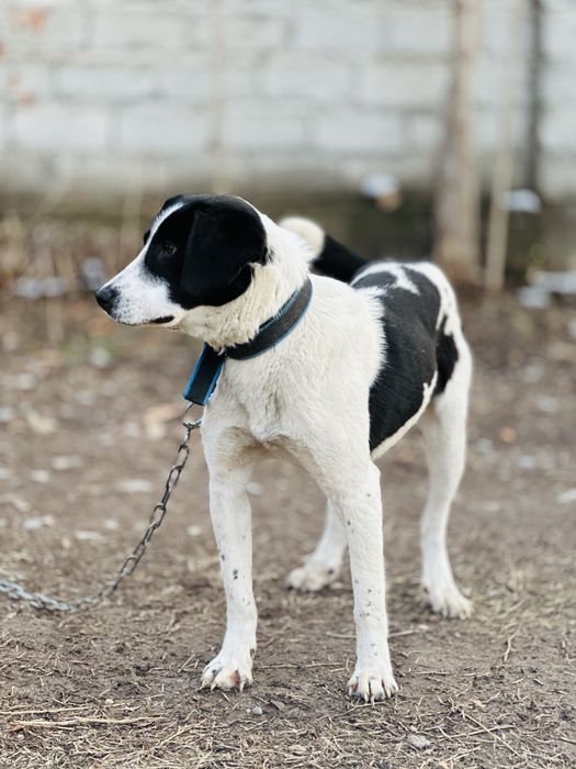 Принцесса ищет семью. Добрая собака