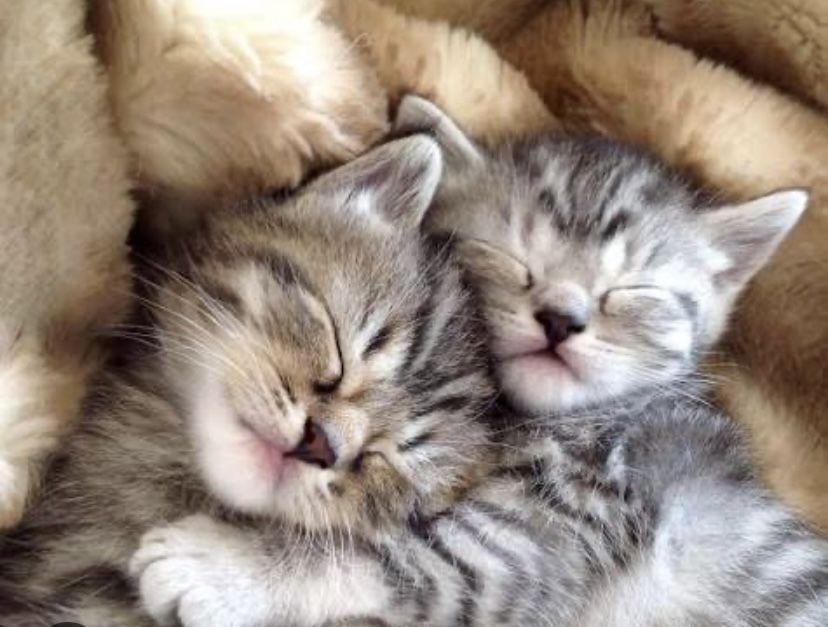 Возьму вашу кошечку на передержку