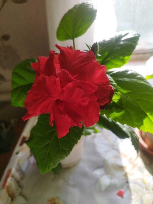 Гибискус махровый сортовой