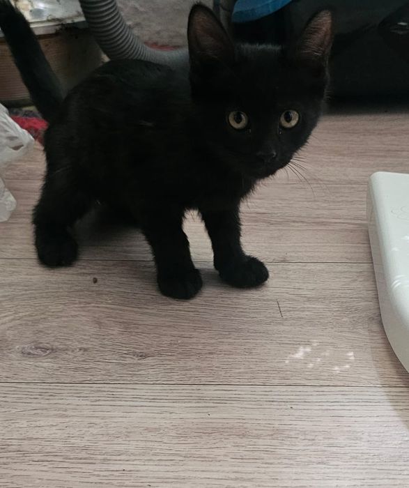 Отдам котёнка в хорошие руки