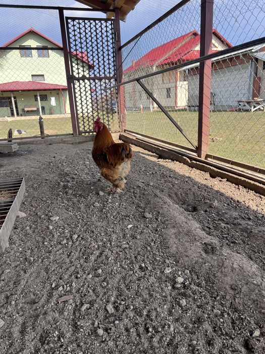 Gaste, gaini, rate, curci