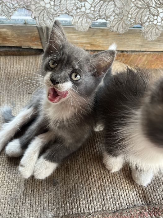 Отдам котят вислоухов