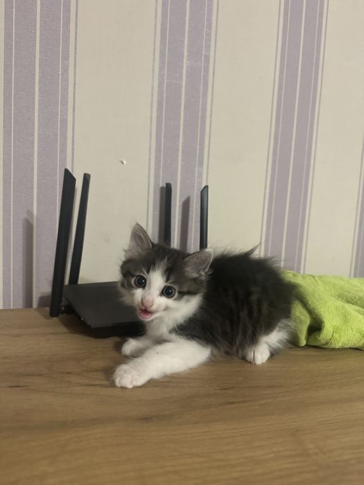 Домашний Мальчик котенок