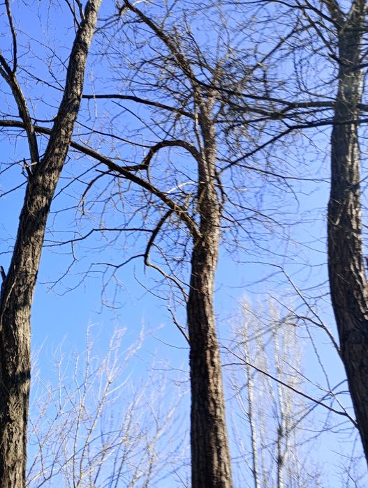 10 броя акации високи около 15 метра.
