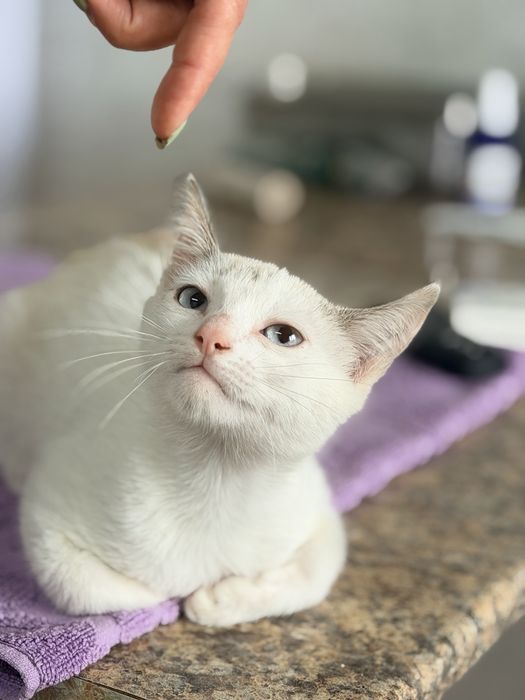 Отдам котенка   в добрые руки