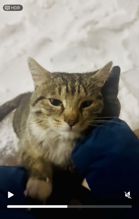 Кот в добрые руки