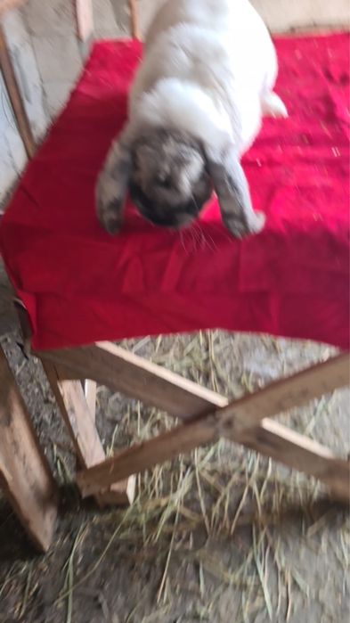 Vand iepuri berbec si uriasi germani