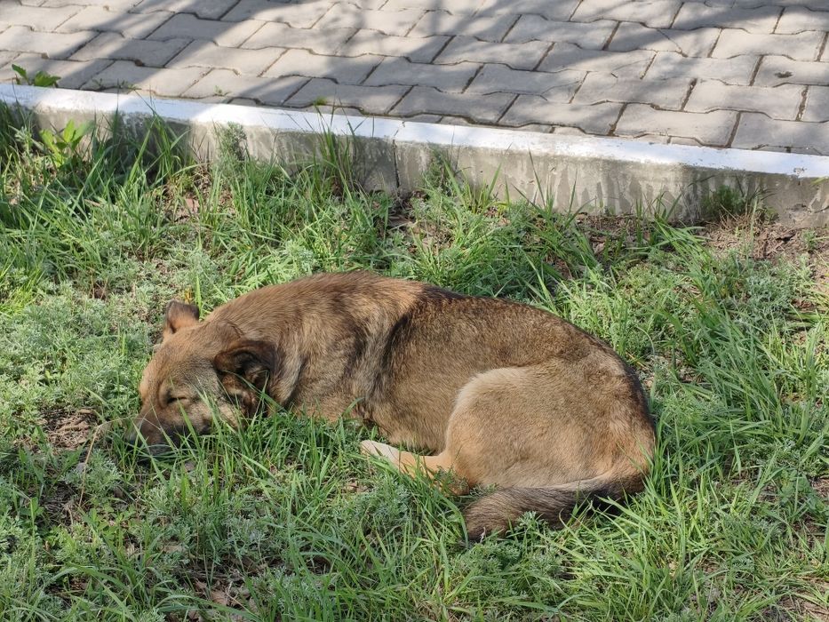 Собака бегает одна может потерялась