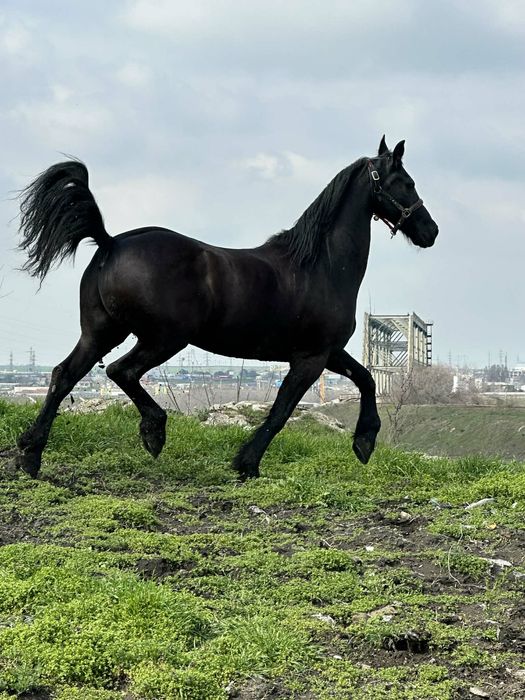 Vand Cal Frizian‼️ Zoro