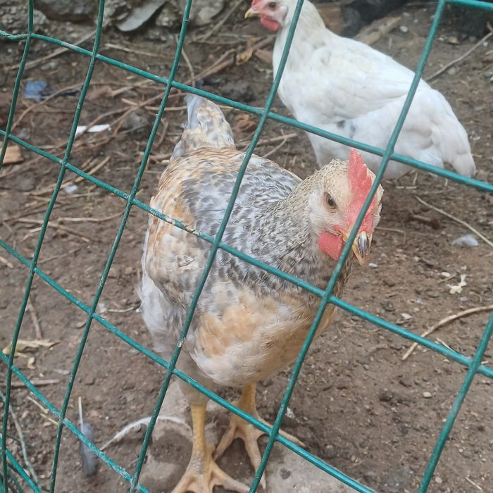 3 ай дан асқан дені сау