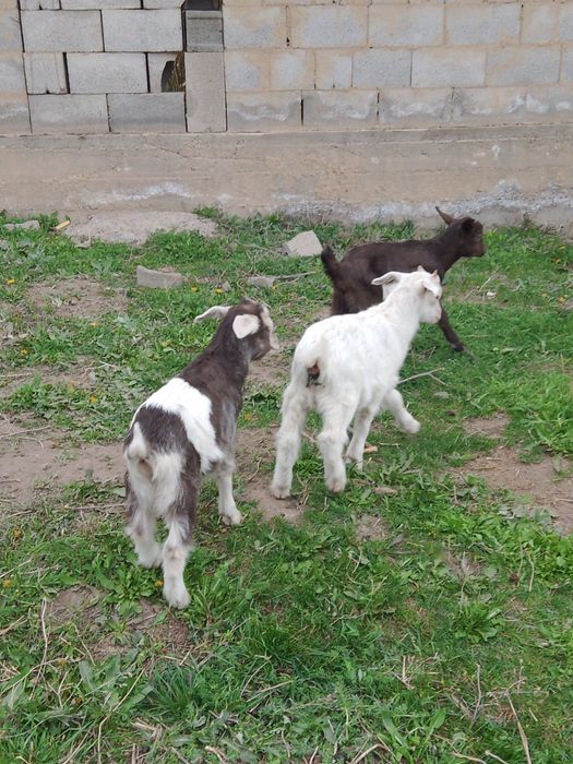 Лақтар 10мың нан сатылады