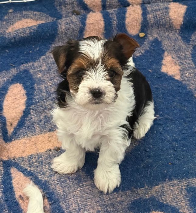 Бивер йоркширски териер