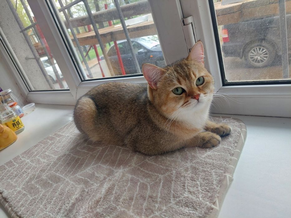 Кот британец на вязку