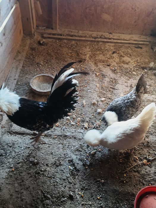 Oua motata olandeza!