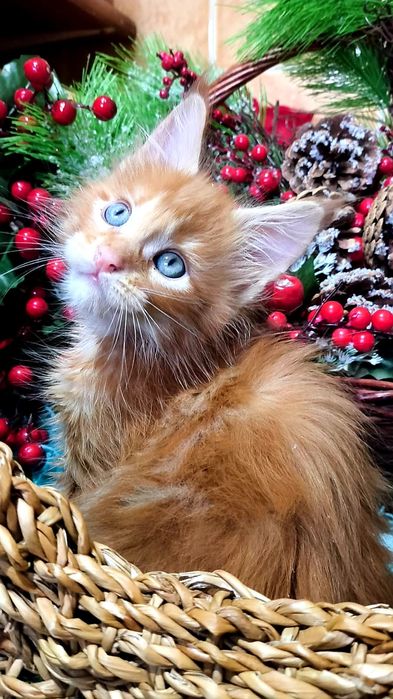 МЕЙН КУН ! Домашняя Рысь!