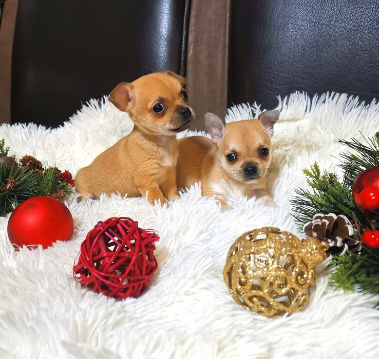 Чихуахуа! - мъжко