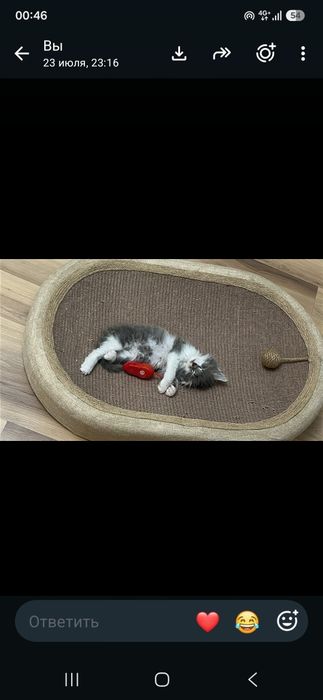 Котенок британец