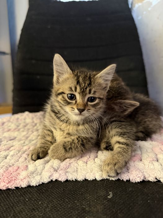 Котята в самые добрые ручки